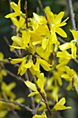 FORSYTHIA X INTERMEDIA WEEK-END (COURTALYN)