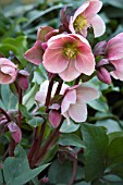 HELLEBORUS X HYBRIDUS PINK FROST