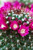 MAMMILARIA ZEILMANNIANA