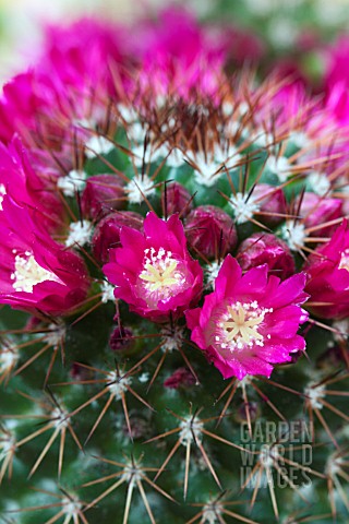 MAMMILARIA_ZEILMANNIANA