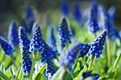 MUSCARI ARMENIACUM