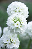 PRIMULA DENTICULATA ALBA