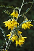 SOPHORA SUN KING (HILSOP)