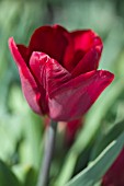 TULIPA JAN REUS