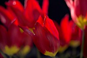 TULIPA SCARLET RED