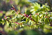 ACER PALMATUM SANGO-KAKU