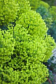 EUPHORBIA CHARACIAS WULFENII