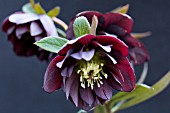 HELLEBORUS X HYBRIDUS DOUBLE RED