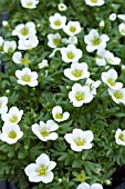 SAXIFRAGA TOURAN LARGE WHITE