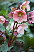 HELLEBORUS X HYBRIDUS PINK FROST