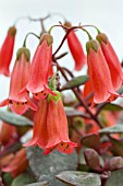 KALANCHOE TESSA