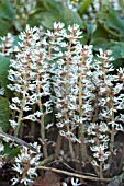 PACHYSANDRA PROCUMBENS