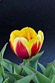 TULIPA DUC DE BERLIN