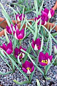 TULIPA HUMILIS PERSIAN PEARL