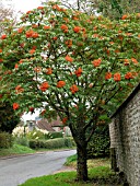 SORBUS SARGENTIANA (SARGENTS ROWAN)