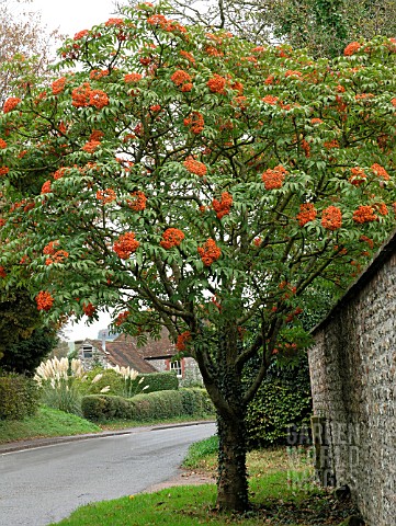 SORBUS_SARGENTIANA_SARGENTS_ROWAN