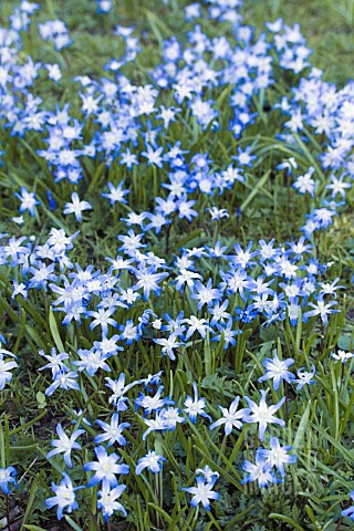 CHIONODOXA_LUCILIAE