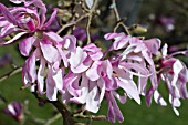 MAGNOLIA STELLATA ROSEA