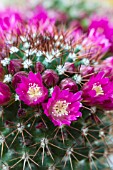 MAMMILLARIA ZEILMANNIANA