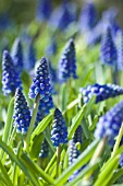 MUSCARI ARMENIACUM