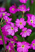 PRIMULA ROSEA GRANDIFLORA