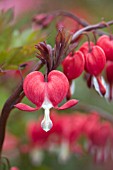 DICENTRA VALENTINE