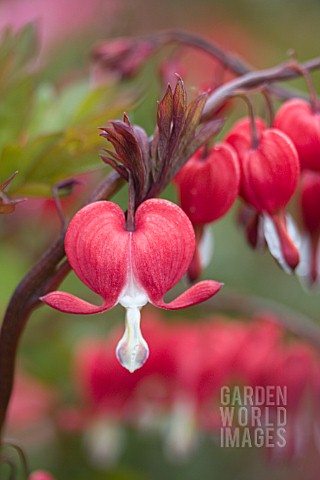 DICENTRA_VALENTINE