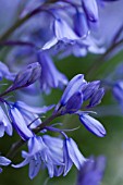 HYACINTHOIDES HISPANICA