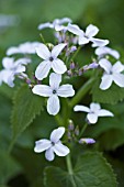 LUNARIA REDIDIVA