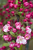 MALUS CORAL BURST