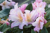 RHODODENDRON SILVER SIXPENCE