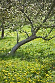 TARAXACUM OFFICINALE