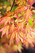 ACER ORANGE DREAM