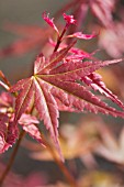 ACER PHOENIX