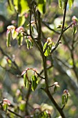 CORYLOPSIS PAUCIFLORA