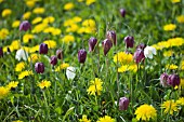 TARAXACUM OFFICINALE & FRITILLARIA MELEAGRIS