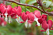 DICENTRA VALENTINE