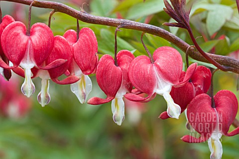 DICENTRA_VALENTINE