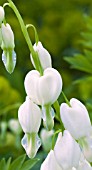 DICENTRA SPECTABILIS ALBA