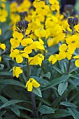 ERYSIMUM WALBERTONS FRAGRANT SUNSHINE