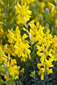 GENISTA PORLOCK