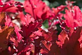 HEUCHERA AMBER WAVES