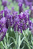 LAVANDULA STOECHAS ANOUK