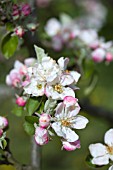 MALUS DOMESTICA ALFRISTON