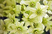 CLEMATIS PIXIE