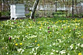 PRIMULA, TARAXACUM OFFICINALE AND FRITILLARIA MELEAGRIS