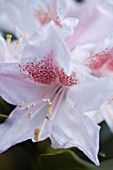 RHODODENDRON CUNNINGHAMS WHITE