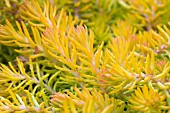 SEDUM RUPESTRE ANGELINA