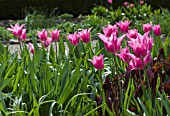 TULIPA CHINA PINK, AGM