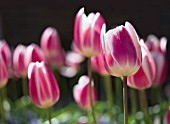 TULIPA OLLIOULES